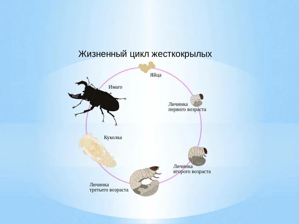 Тип развития муравья. Тип развития муравья
