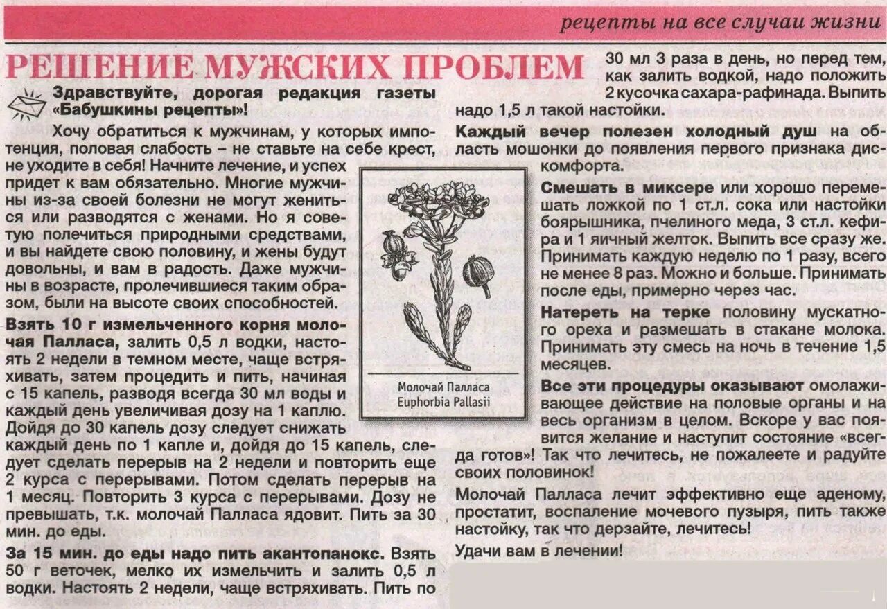 Молочай палласа мужик корень. Молочай палласа мазь. Настойка молочая палласа. Молочай палласа корень. Настойка мужик корня.
