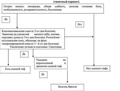 Сыпной тиф почему сыпной