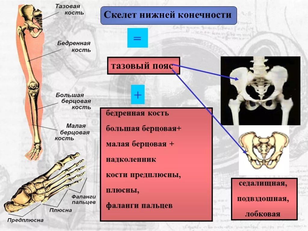 Берцовая и подвздошная кость. Скелелет нижней конечности. Скелет тазового пояса и нижних конечностей. Скелет нижней конечности тазовая кость. Скелет тазового пояса и свободной нижней конечности.