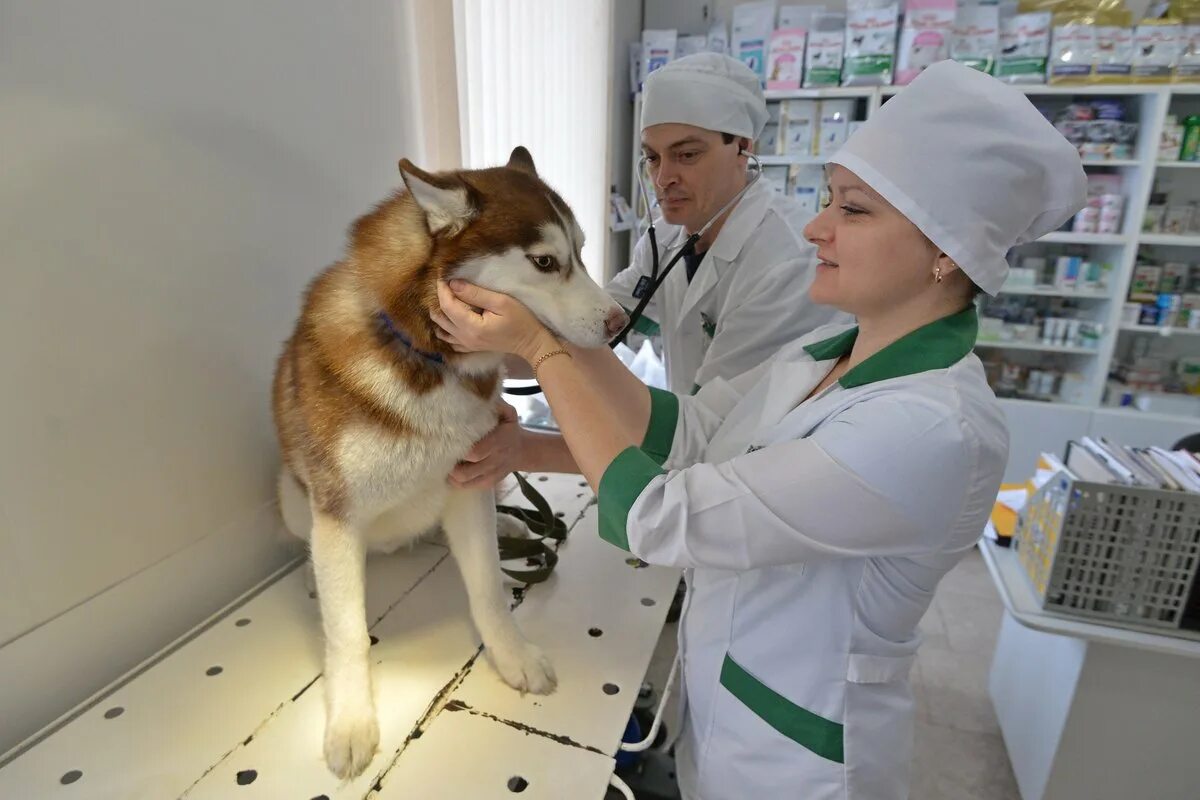 Прием животных. Ветклиника для животных. больница для животных. больница ветеринарная животных.