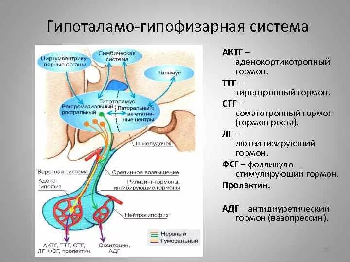 Гипоталамо-гипофизарная система тропные гормоны. 1.1. Гипоталамо-гипофизарная система. Гипоталамус и гипоталамо-гипофизарная система. Схема регуляции гипоталамо-гипофизарной системы. Гипофиза гипоталамо гипофизарная система