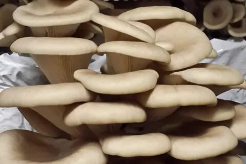 Грибы вешенки в духовке