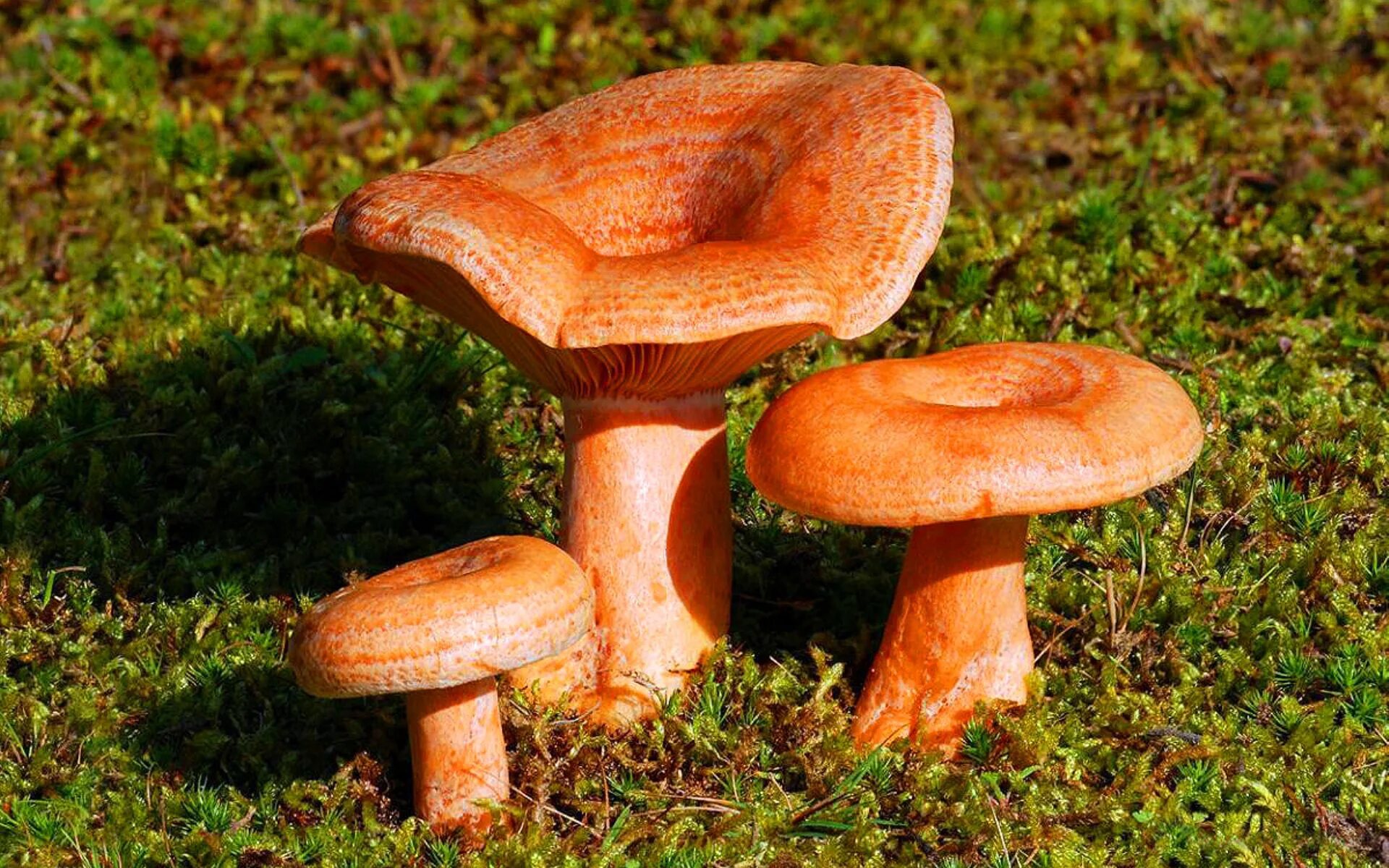 Рыжики грибы какие леса. Рыжик сосновыйборовой (lactarius deliciosus);. рыжик и еловик. млечник рыжик гриб. сибирские рыжики.