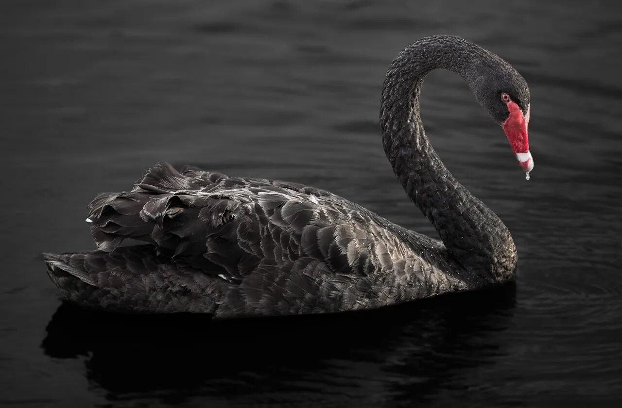 черный и белый лебедь. австралийский черный лебедь. черный лебедь птица. австралийский черный лебедь. австралийский черный лебедь.