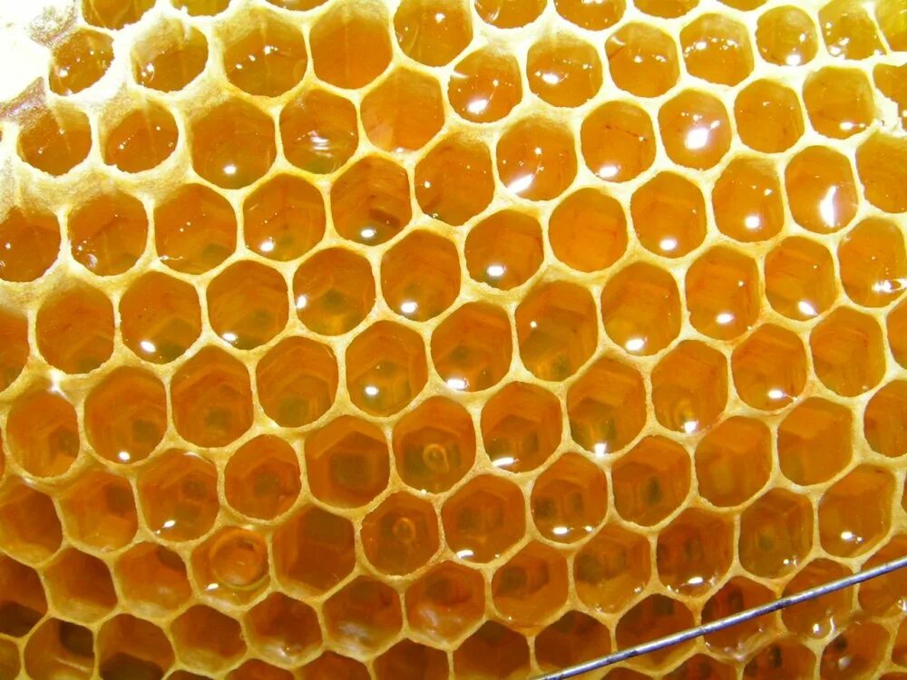Соты. Медовые соты. Мёд в сотах. Пчела на сотах.