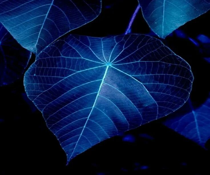 Купить синий лист. Blue Leaf. Blue Leaf Melawi. Листья синего цвета картинки. Metallic leaves Blue.