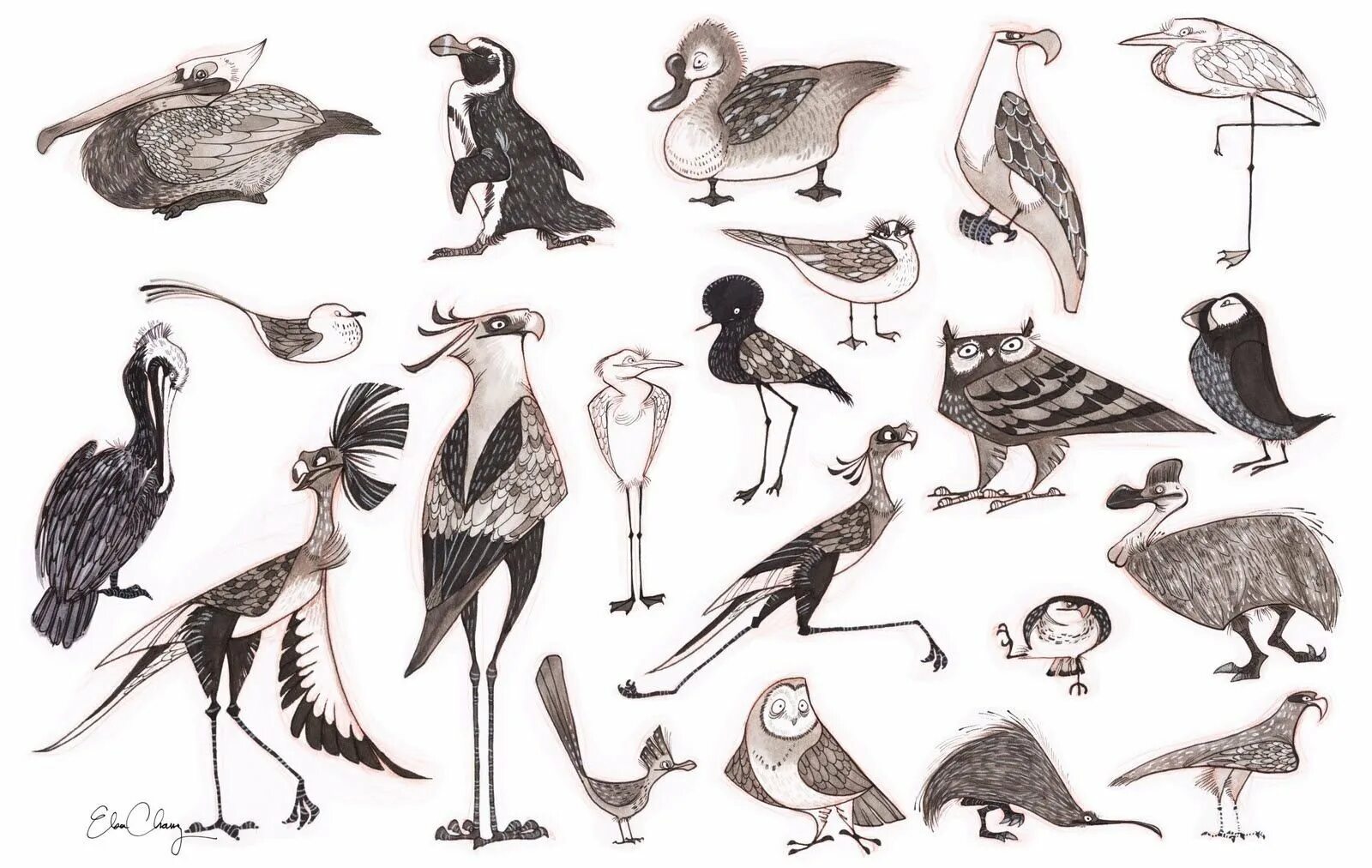 Птица референс. Птица референс. Птица рисунок. Зарисовки птиц. Птица рисунок.