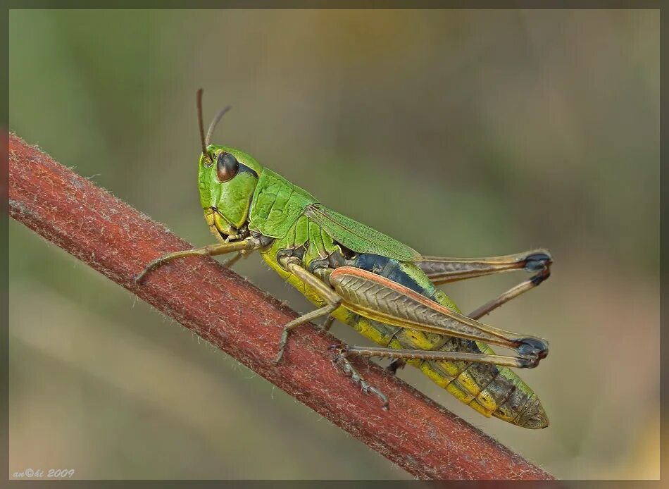 На головном отделе насекомых отряда прямокрылых. Прямокрылые Orthoptera. 3) Прямокрылые. Отряд Прямокрылые сверчки. Прямокрылые насекомые кузнечик.