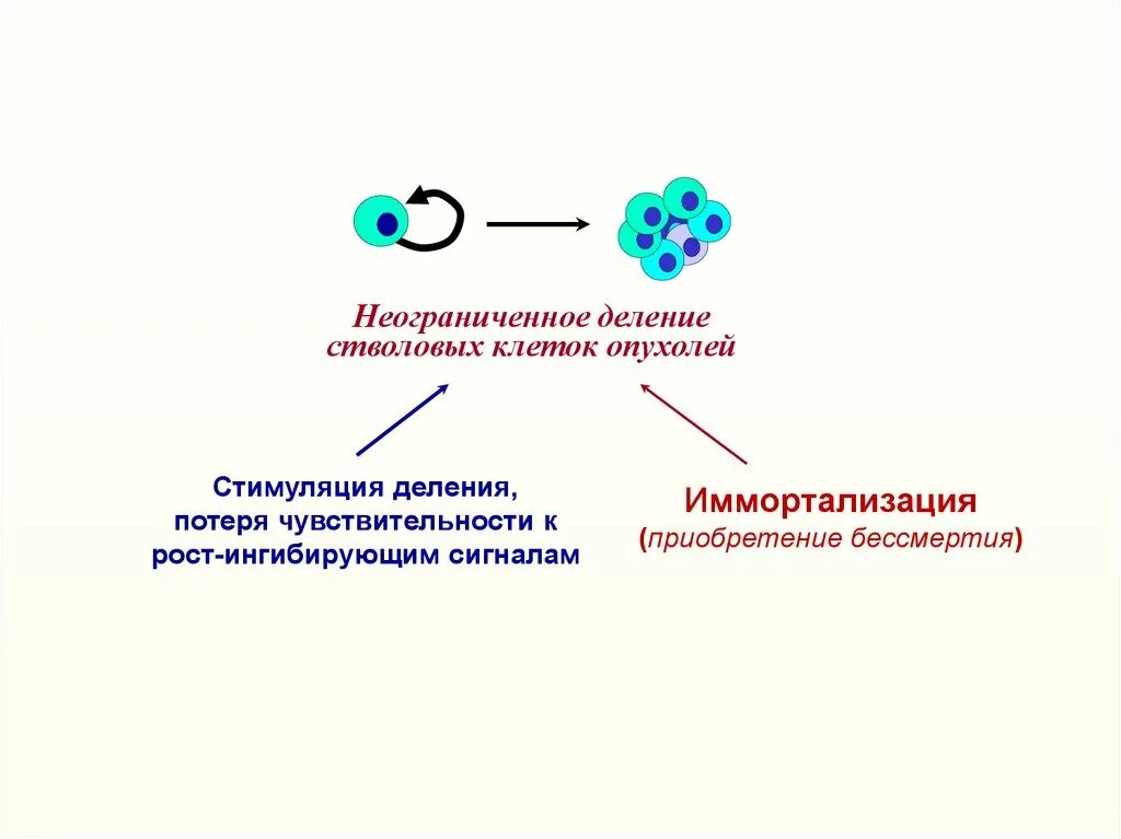 Иммортализованные клетки. Иммортализация опухолевых клеток. Стволовые клетки деление. Деление опухолевых клеток. Деление стволовых клеток