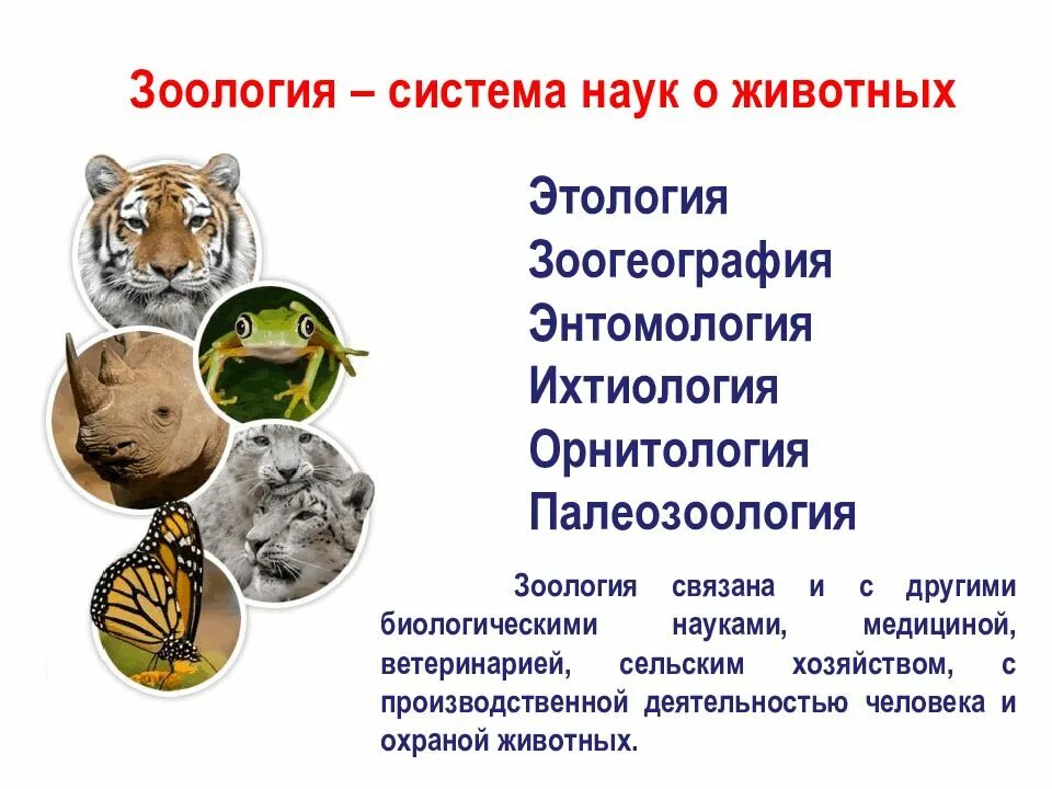 Что такое зоология 3 класс. Зоология наука о животных система наук о животных. современная зоология система наук о животных. зоология презентация. наука зоология презентация.