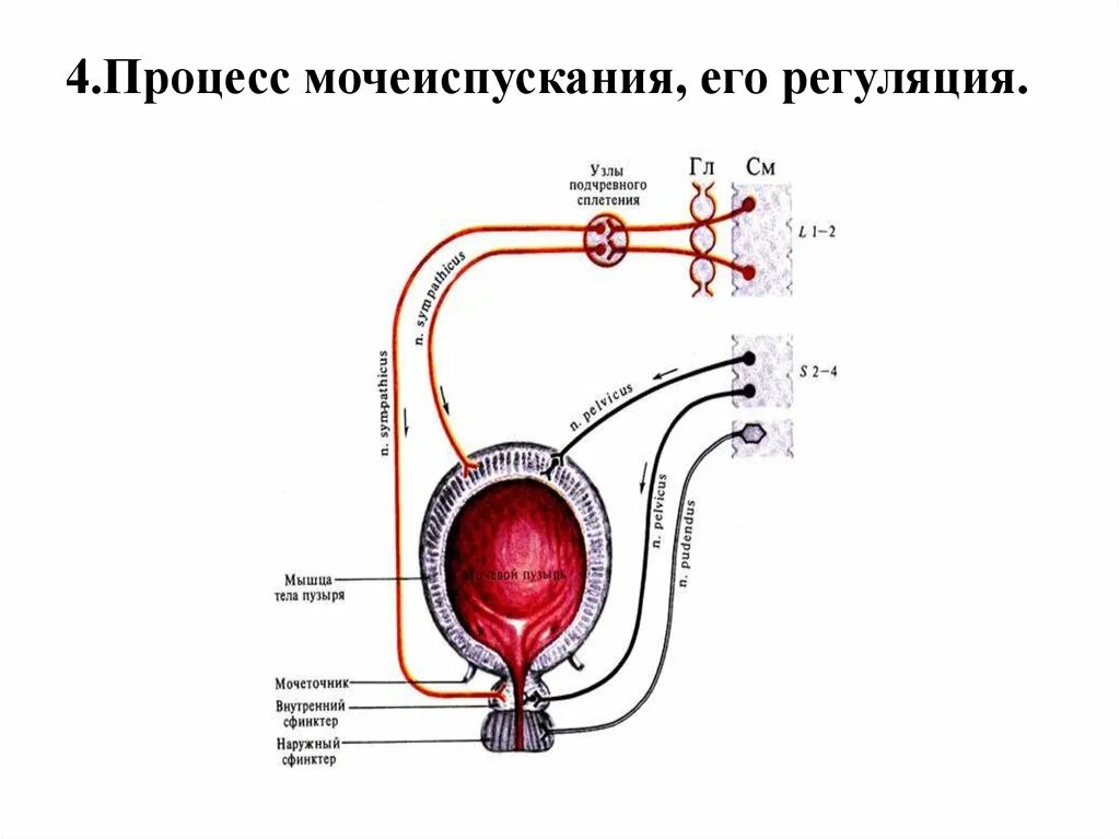 Раскройте механизмы регуляции мочеиспускания. Схема регуляции процесса мочеиспускания. Нервная регуляция мочеиспускания схема. Регуляция регуляция мочеиспускания регуляция. Механизм регуляции мочеиспускания.