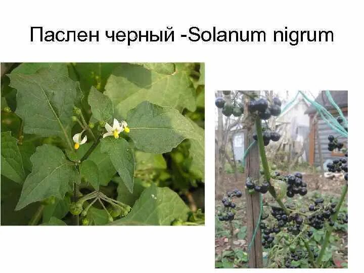 Рассмотрите изображение растений филлофора паслен. Паслен черный всходы. паслен черный сорняк. паслен съедобный или нет. паслен черный рассада.