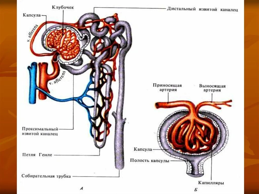 Органы выделения мочи человека. Строение выделительной системы человека анатомия. Выделительная система человека 8 класс биология. Схема строения мочевыделительной системы. Выделительная система человека схема 8 класс.