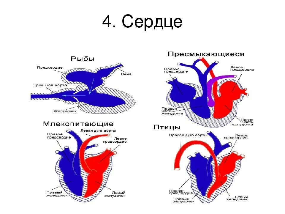 Сравнение сердца птиц и млекопитающих. Схема строения сердца рыб. Строение сердца рыб анатомия. Эволюция кровеносной системы у рыб. Камерные сердца у животных.