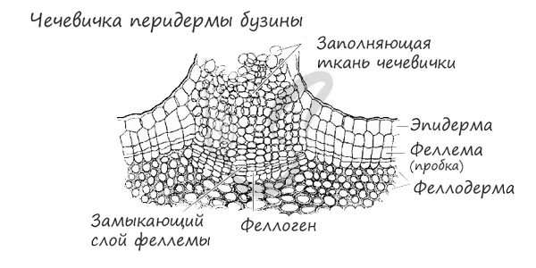 Чечевички бузины. Перидерма и чечевички бузины. Перидерма и чечевички бузины. Строение перидермы ветки бузины. Строение перидермы и чечевички бузины.