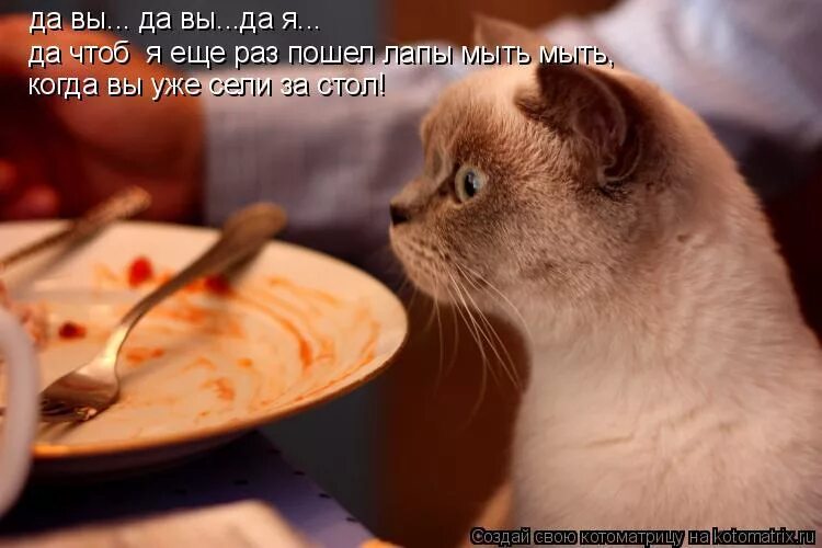 Кушать приколы. Кот хочет кушать. Хочу кушать!. Очень кушать хочется картинки.