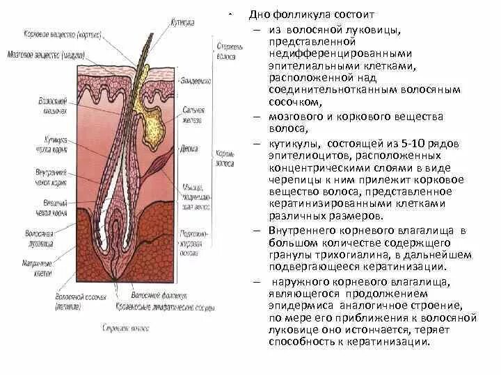 Корень волоса погружен в окруженную. Строение волосяной луковицы гистология. Строение волосяного фолликула. Волосяной стержень волосяной фолликул. Функции волосяной луковицы кожи.