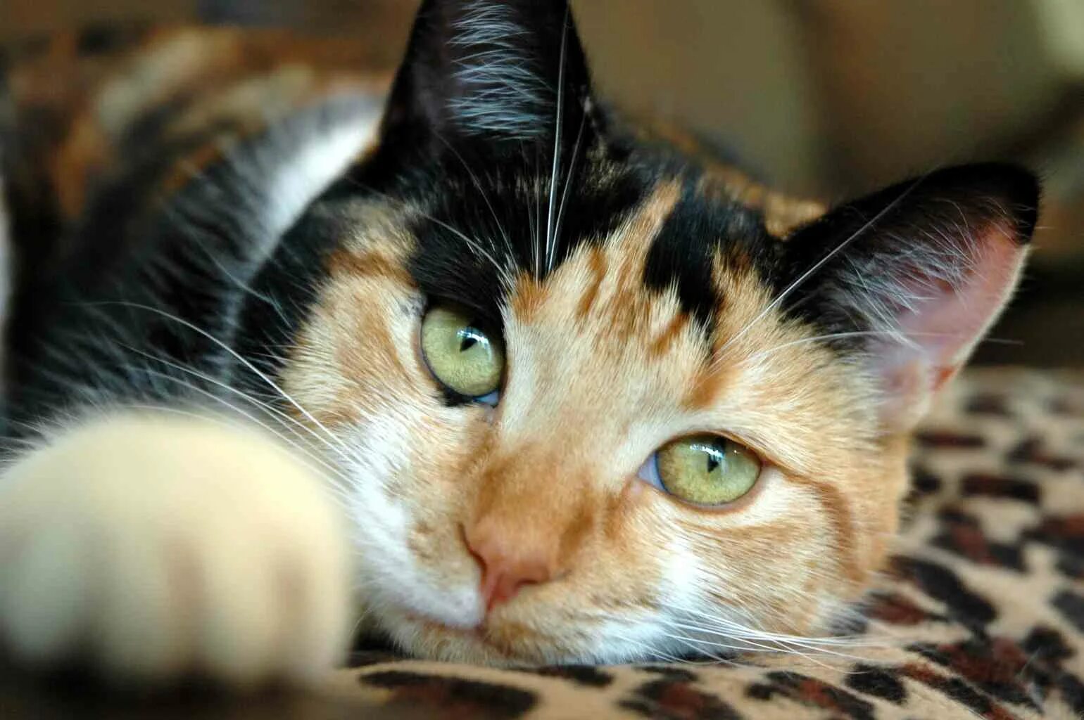 Окрас Калико у кошек. Трехцветные кошки Калико. Трехцветная черепаховая кошка. Черепаховая кошка Калико. Трехцветная кошечка