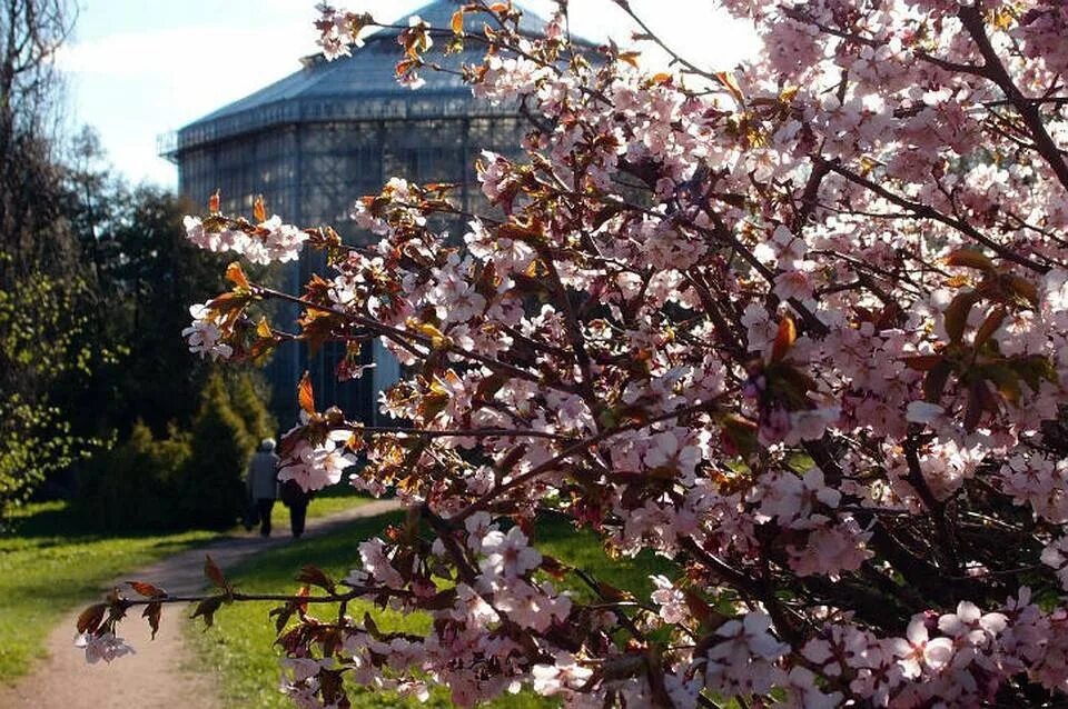 Сакура зацвела в Ботаническом саду в Петербурге. Сакура в саду Петра Великого. Цветение Сакуры в Ботаническом саду СПБ. Японский сад Ботанический сад Санкт Петербург.