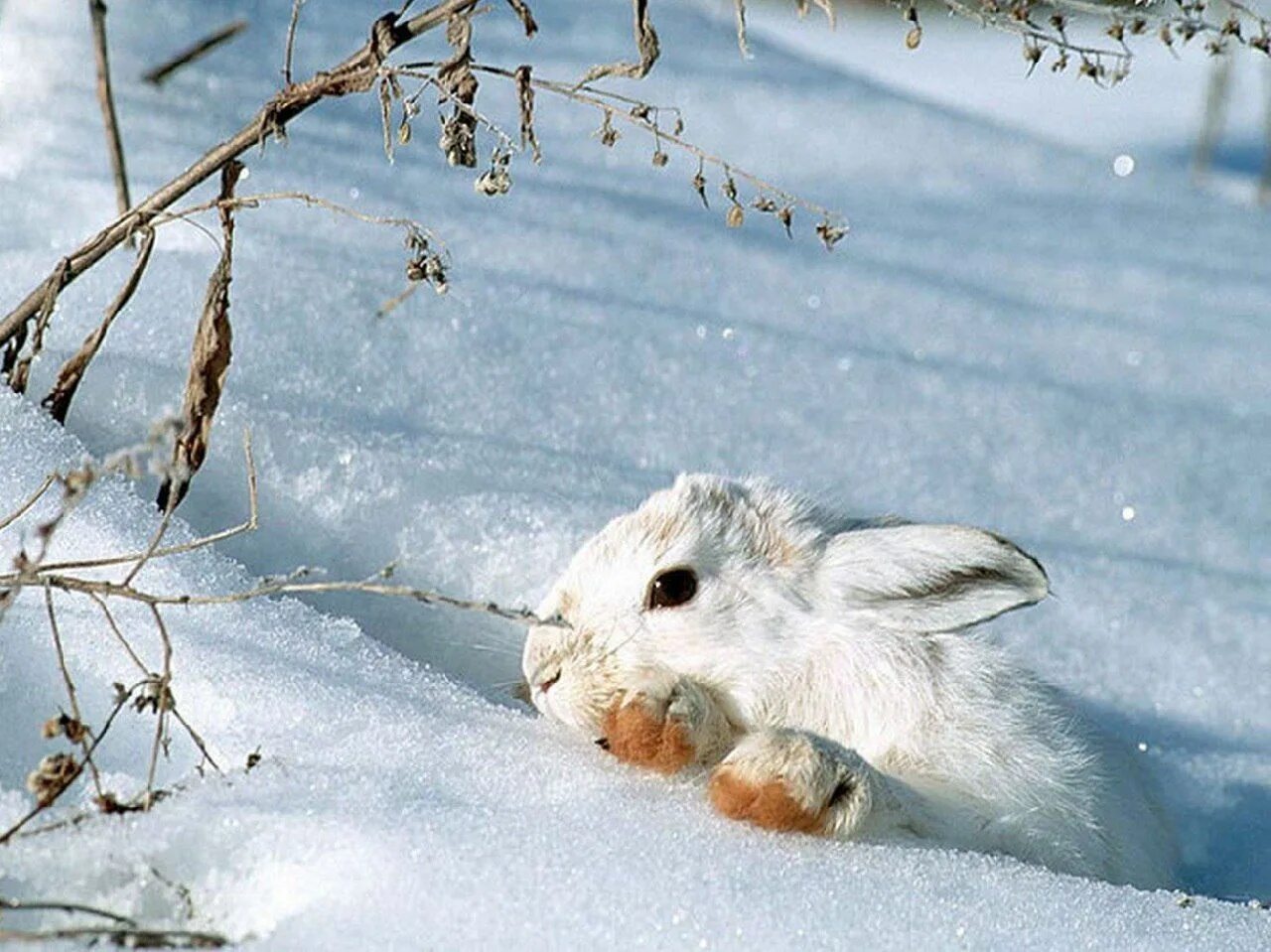 Заяц Беляк с зайчатами. Заяц Беляк в лесотундре. Звери зимой.