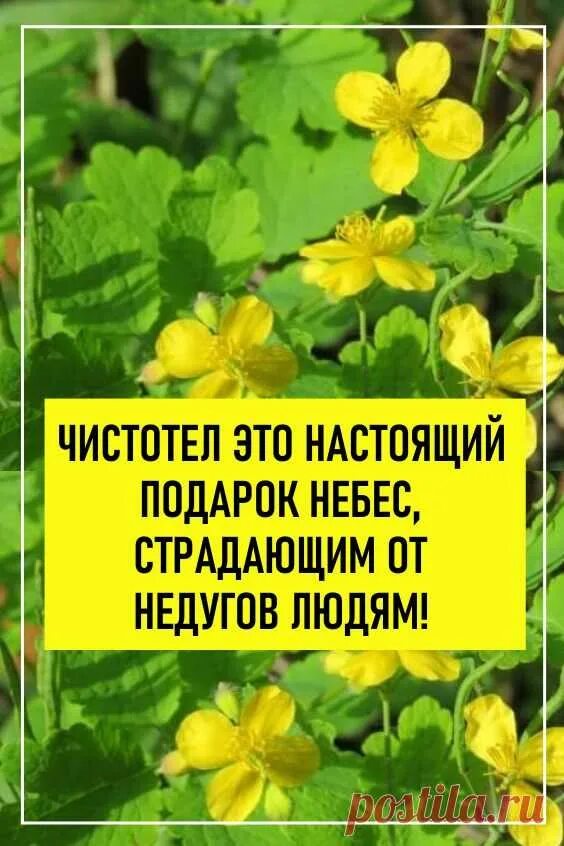 Здоровье чистотел. Чистотел майский. Трава мачка желтого препараты. Здоровье чистотел. Chelidonium majus.