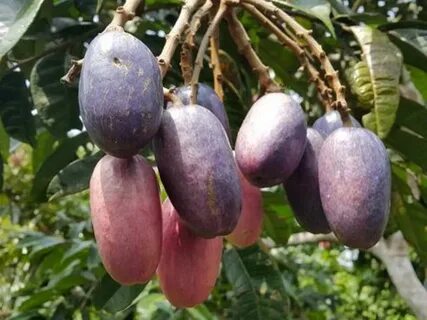 Rare fruit