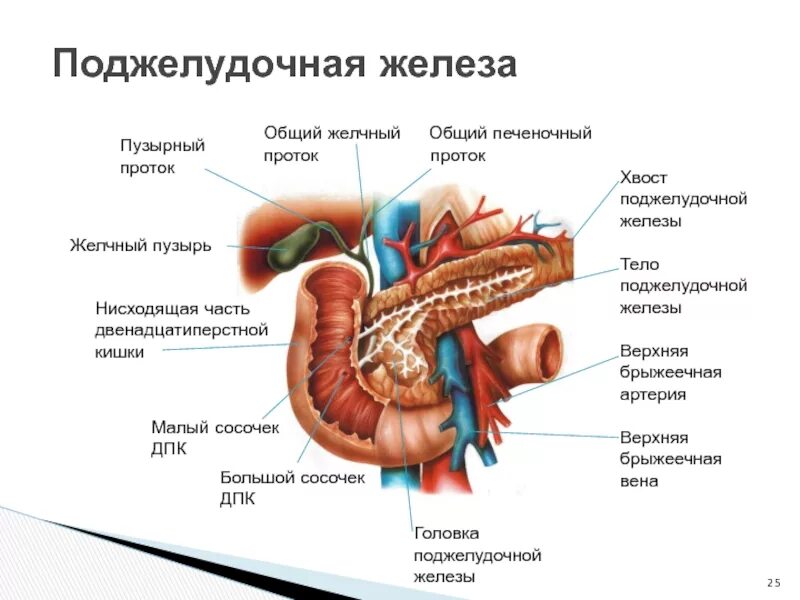 Вода для желчного пузыря. Отделы поджелудочной железы анатомия. Строение 12 перстной кишки поджелудочная. Внутренние строение 12 перстной кишки схема. Анатомическое строение поджелудочной железы.