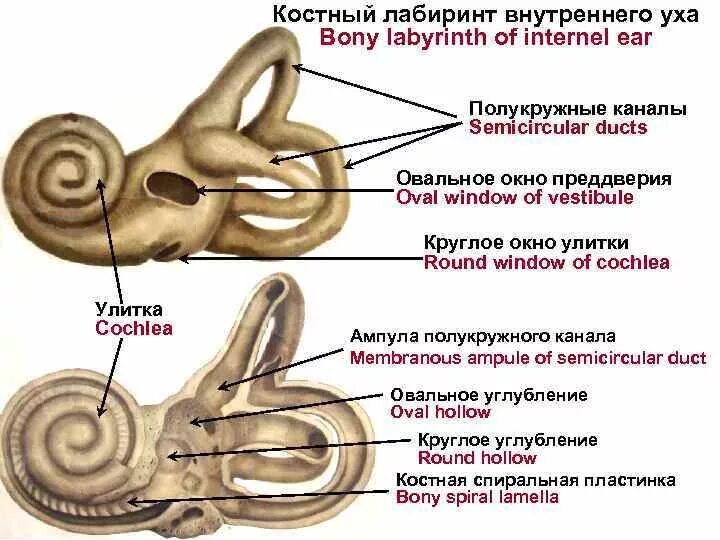 Ушной на латыни