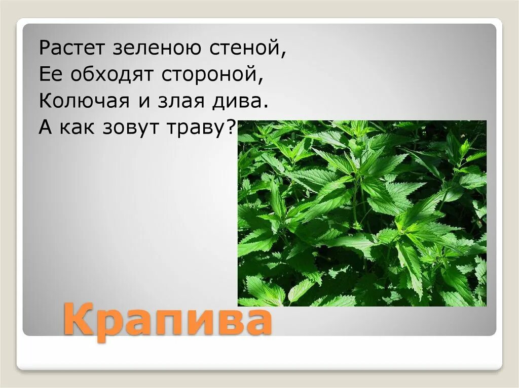 Крапиву запоминаем огэ 9. Зеленая аптека под ногами. Аптека под ногами крапива. Загадка про крапиву. Загадка про крапиву для детей.