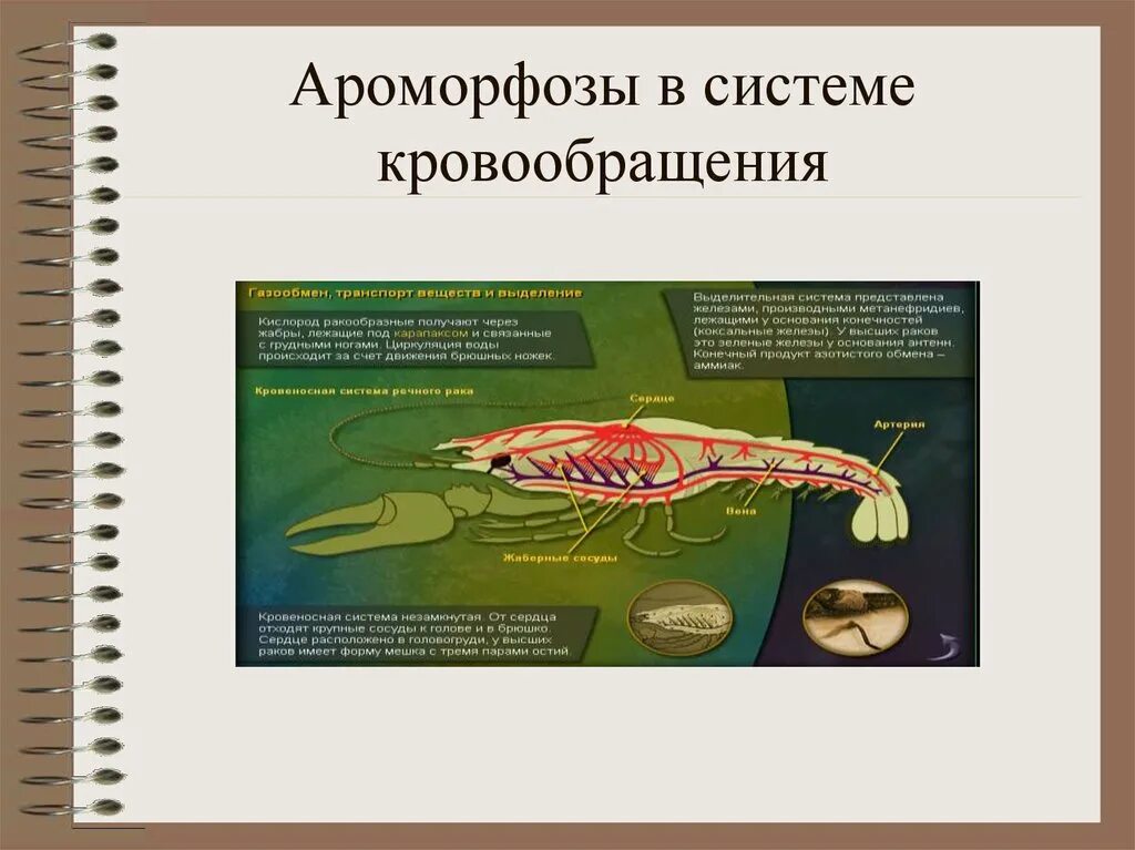 Два круга кровообращения ароморфоз. Ароморфоз кровеносной системы. ароморфоз выделительной системы. ароморфозы дыхательной системы рыб. ароморфозы кровеносной системы животных.