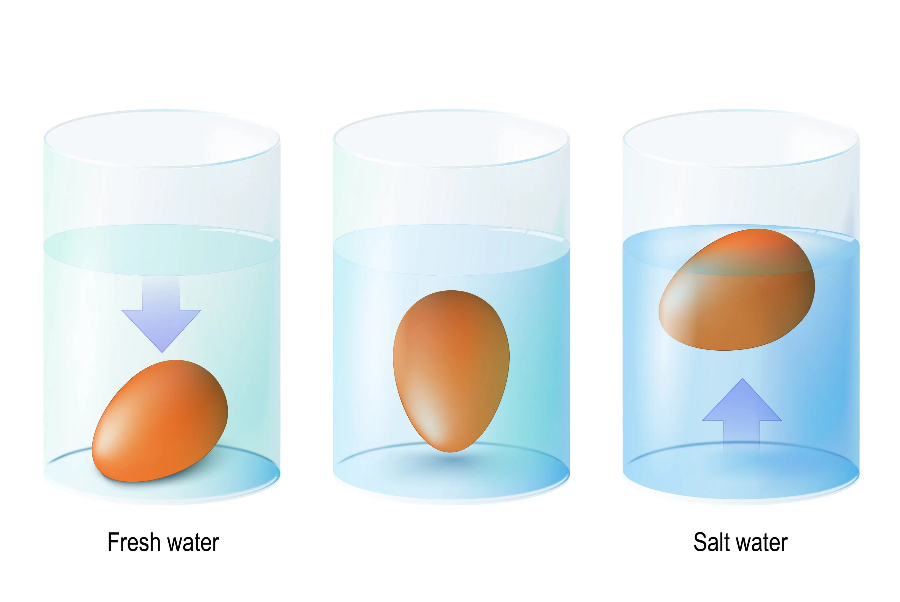 Плотность яйца в пресной воде. Опыт с яйцом и соленой водой. Опыт с яйцами в пресной и соленой воде. Опыт с солью и яйцом. Эксперимент с яйцом и соленой водой.