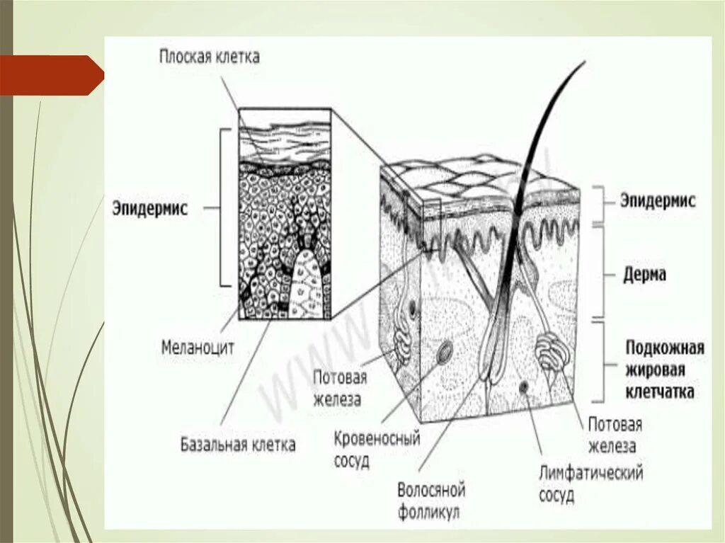 В собственно коже отсутствует пигмент. Тері қышымасы презентация.