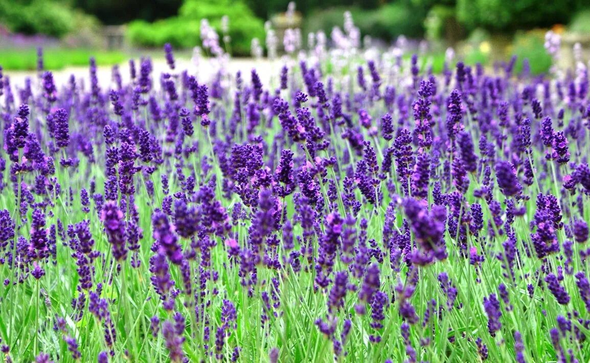 Лаванда высадка. Лаванда узколистная Прованс. Лаванда узколистная 'Blue Scent'. Лаванда Эллеганс Парпл. Лаванда сорт Услада.