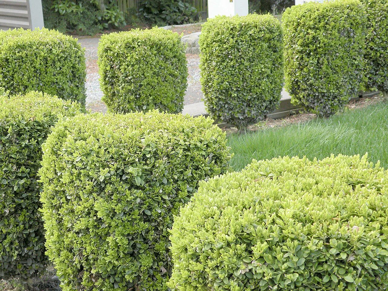 Названия вечнозеленых кустарников. Самшит Буксус. Buxus sempervirens изгородь. Буксус (самшит) куст. Buxus sempervirens самшит.