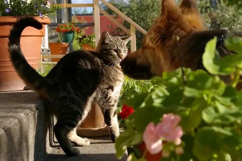 Кошка неожиданно