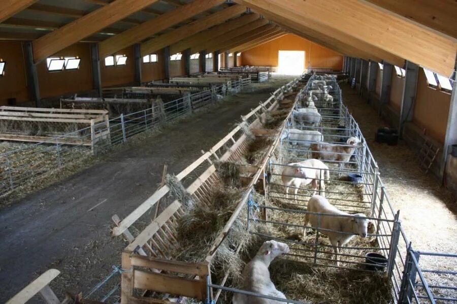 План фермы для крс на 100 голов. Мини ферма крс. План овчарни на 20 голов. Загон для коров. Свинарник на 100 свиней.