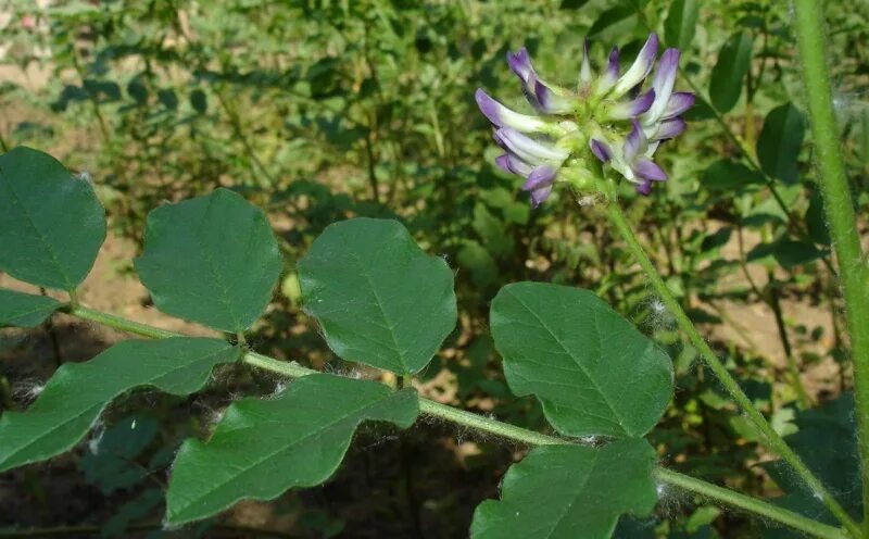 Солодка 7 букв. Лакрица растение. Glycyrrhiza glabra. Солодка Забайкальская. Солодка растение.