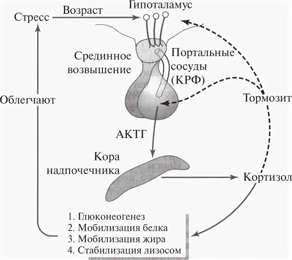 Гормоны надпочечников гормон гипофиза. Регуляция секреции АКТГ. Схему регуляции секреции кортизола. Адренокортикотропный гормон схема. Схема влияния кортизола.