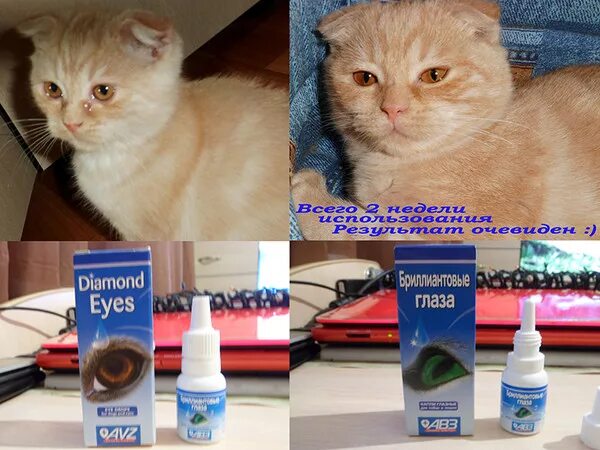 Какие капли котам в глаза. Капли для глаз коту слезятся глаза. слезится глаз у кота шотландца. капли для глаз кошке если слезятся. у котенка слезится глаз капли.