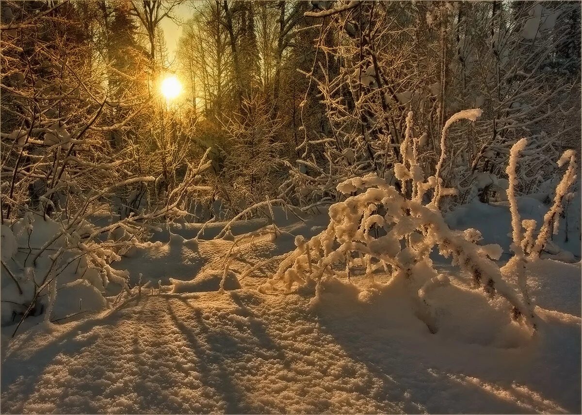 Сказочный зимний лес. Сказочный лес зимой. Волшебная зима. Суровый зимний лес. Разгар зимы