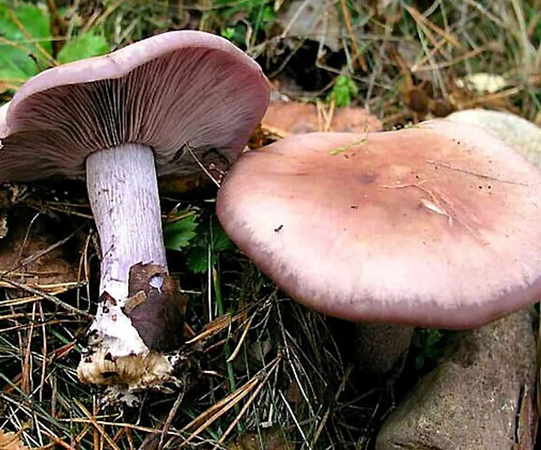 гриб рядовка розовая. гладыш гриб съедобный или нет. говорушка рядовка фиолетовая. рядовка опоясанная. опёнок красный.