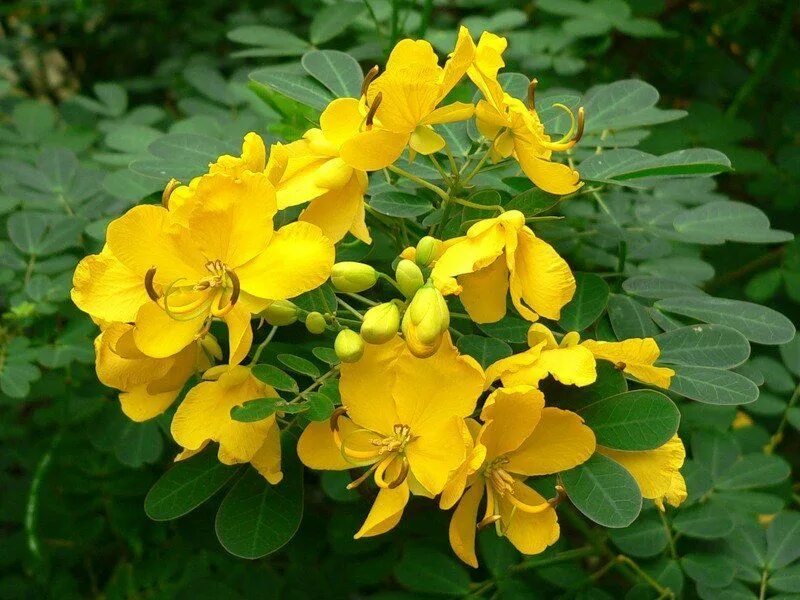 Сенна кассия александрийская листья. Кассия (сенна) остролистная — cassia acutifolia del. Сенна кассия. Кассия остролистная сенна. Сенна лекарственная.