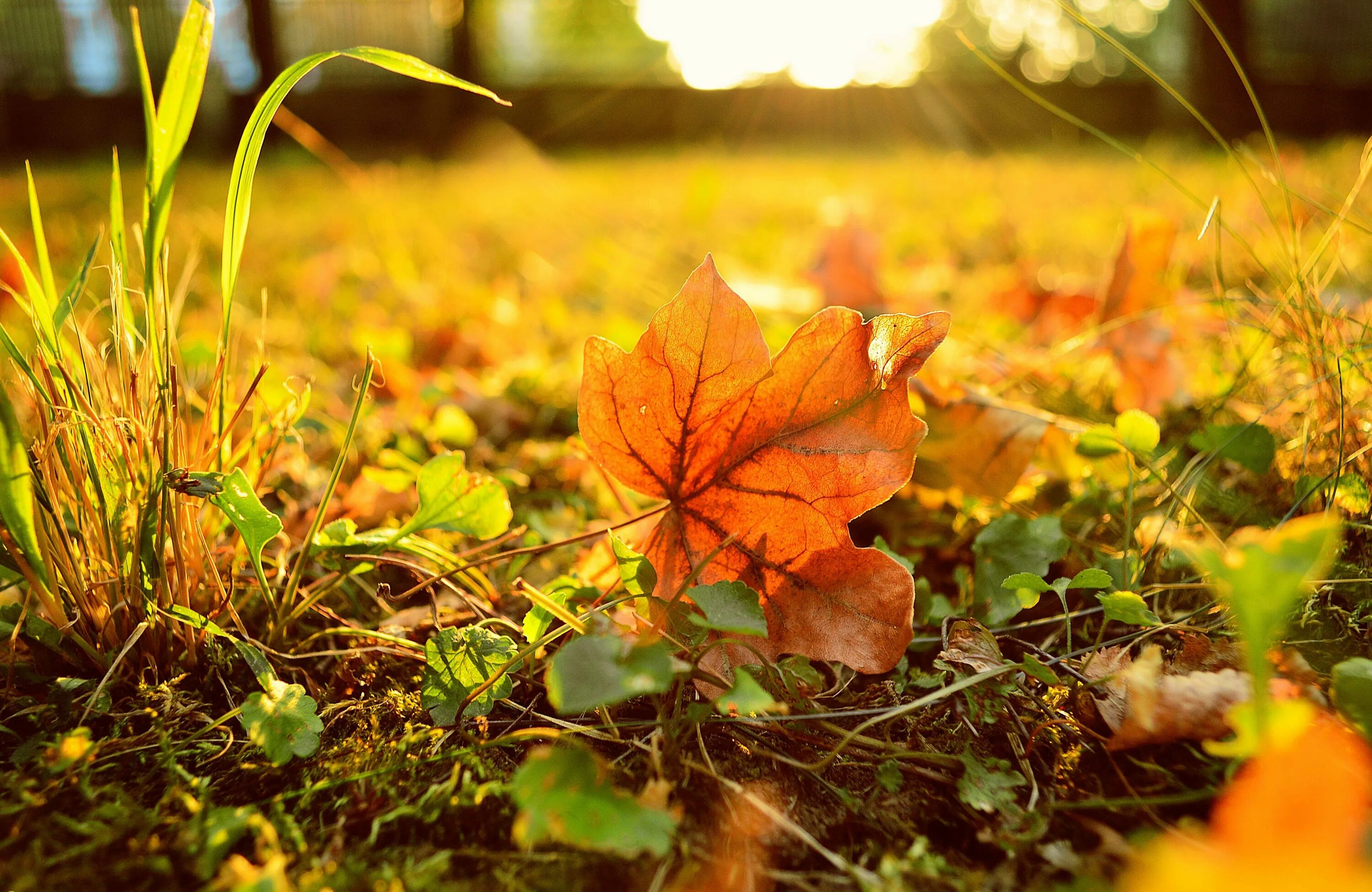 Осень. Осенняя трава. Осень картинки. Трава осенью.