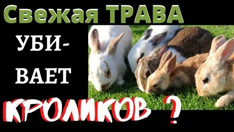 Кролики какой травой кормить