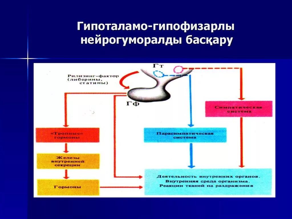 Гипоталамо гипофизарная система надпочечников патологии. Гипоталамо-гипофизарно-надпочечниковая система строение. Гипоталамо-гипофизарная система схема. Заболевания гипоталамо-гипофизарной системы у детей.