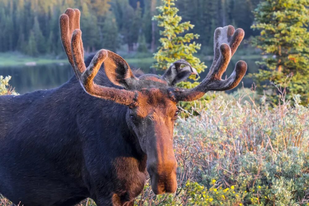 восточносибирский лось. лось в тайге. печоро-илычский заповедник олени. сохатый амурская область. таежный лось.