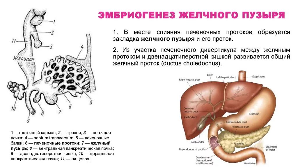 Строение желчного пузыря гистология. Эмбриогенез поджелудочной железы. Функции желчного пузыря гистология. Развитие печени в эмбриогенезе. Развитие желчного пузыря