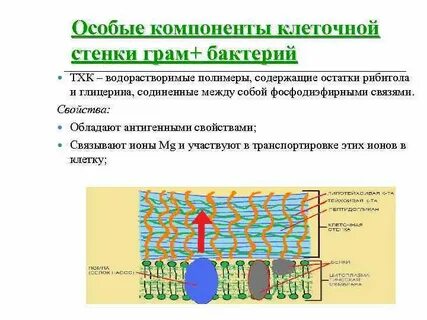 Основной компонент клеточной стенки