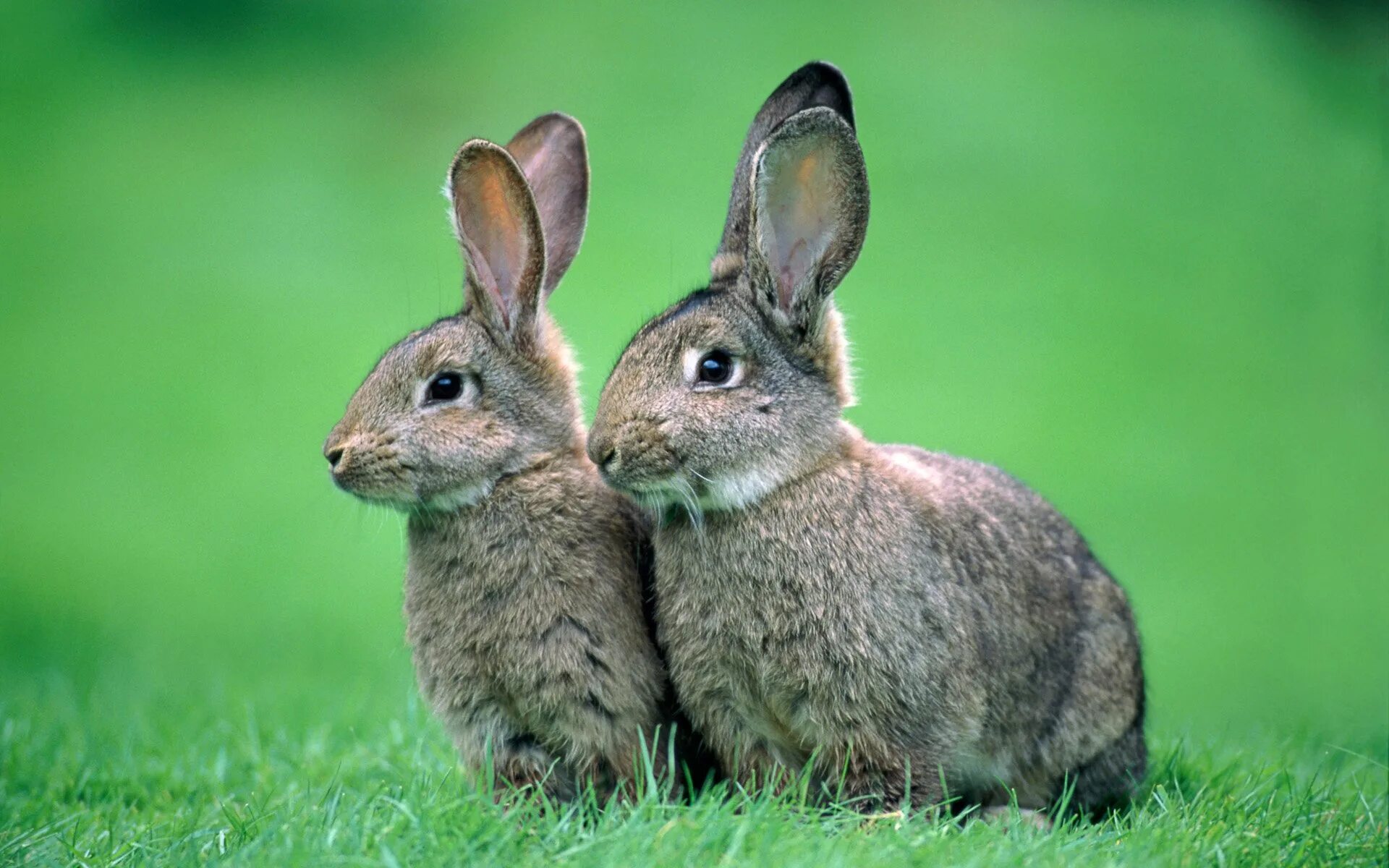Rabbit 2